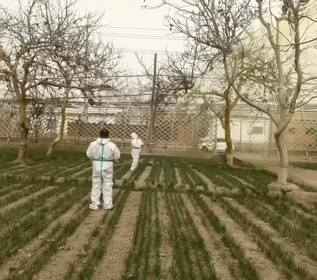 【驻村工作】聚焦生产需求 助力乡村振兴——我校驻和田地区墨玉县奎牙镇哈鲁村工作队开展核桃病虫害防治帮扶行动